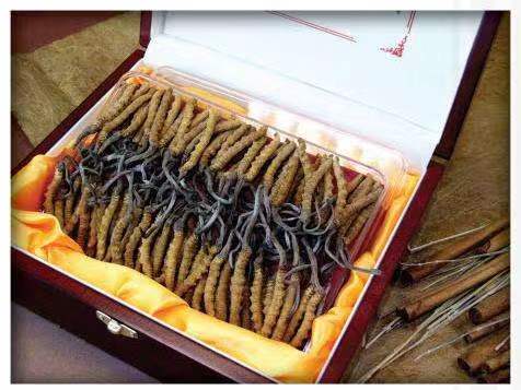 盐亭冬虫夏草回收